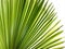 Palm leaves background