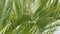 Palm Leaves Background. Palm Frond In Sunlight. Tropical Vegetation Background. Close up.