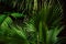 Palm leaves on a black Foliage of shrubs trees in tropical garden Floral pattern