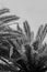 palm leaves in black and white image. Elegant tropical plants