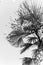 palm leaves in black and white image. Elegant tropical plants