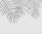 Palm leaves and branches silhouette. detailed vector illustration