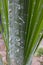 Palm leaves densely covered with scale insects. Mealy mealybug.