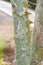 Palm leaves densely covered with scale insects. Mealy mealybug.