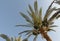 Palm leaves with fruits of dates on a background of  sky. Tops of palm trees.