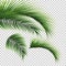 Palm leaves. Green leaf of palm tree on transparent background. Floral background.