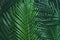 Palm leaves, greenery background