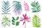 Palm leaves on isolated background, hand drawn watercolor painting. Green and pink flora jungle design