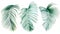 Palm leaves on isolated white background, watercolor botanical illustration, summer clipart, hand drawing