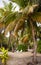 Palm leaves. lounge chairs in a Tropical Forest on the island in indian ocean.Beautiful landscape of humid tropical jungle