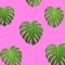 Palm leaves. Monstera leaves on millenial pink background. Exotic pattern