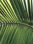  palm leaves for natural background