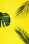 Palm leaves and philodendron monstera leaf on yellow