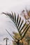 Palm leaves plant indoor by the window with backyard tree in the background