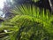 Palm leaves texture with shadow and light. Tropical beautiful background. Palms, Arecaceae, Palmae, Palmaceae, a family