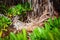 Palm leaves. Tropical Forest on the island in indian ocean. Beautiful landscape of humid tropical jungle