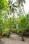 Palm leaves. Tropical Forest on the island in Indian ocean. Beautiful landscape of humid tropical jungle. Tropical forest