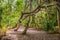 Palm leaves. Tropical forest on the island in Indian ocean. Beautiful landscape of humid tropical jungle. Tropical forest