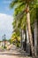 Palm Lined Sidewalk.