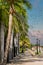 Palm Lined Sidewalk in the Caribbean