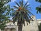 A Palm In Mediterranean Town