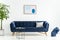 Palm next to blue sofa with pillow in white living room interior with poster and black table. Real photo