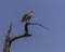 Palm-nut Vulture