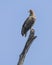 Palm-nut Vulture