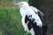 Palm-nut vulture