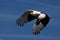 Palm-nut vulture in flight