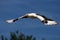 Palm-nut vulture in flight