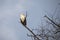 Palm Nut Vulture, Lake Manyara National Park, Tanzania