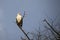 Palm Nut Vulture in tree, Lake Manyara National Park, Tanzania