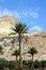 Palm oasis in Israeli desert