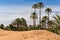 Palm oasis in Sahara desert