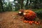 Palm Oil Fruits in Plantation