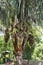 Palm oil kernels growing on an African Palm tree