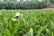 Palm oil Nursery