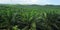 Palm Oil Plantation