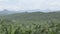 Palm Oil Plantation Over Mountains - Pan - Right To Left 2
