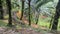 Palm oil plantation, terrace, circular path