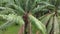 Palm Oil Tree Plantation view from above