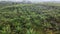 Palm Oil Tree Plantation view from above X