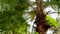 A palm plant with broad green leaves swaying in the wind