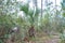 Palm Plant in Everglades National Park, Florida