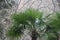 Palm plant, location Crimean