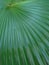 Palm plant with straight leaves