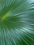 Palm plant with straight leaves