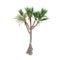 Palm plant tree isolated. Pandanus utilis