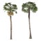 Palm plant tree isolated. Washingtonia Robusta